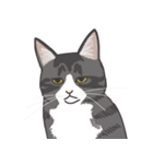 こめこの猫スタンプ[敬語]（個別スタンプ：40）