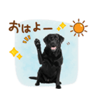 いつでも使える黒ラブスタンプ（個別スタンプ：1）