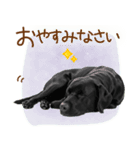 いつでも使える黒ラブスタンプ（個別スタンプ：5）