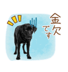 いつでも使える黒ラブスタンプ（個別スタンプ：10）