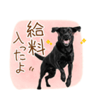 いつでも使える黒ラブスタンプ（個別スタンプ：11）