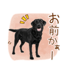 いつでも使える黒ラブスタンプ（個別スタンプ：13）