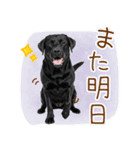 いつでも使える黒ラブスタンプ（個別スタンプ：14）