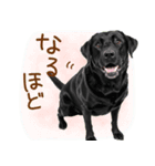 いつでも使える黒ラブスタンプ（個別スタンプ：18）