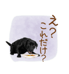いつでも使える黒ラブスタンプ（個別スタンプ：20）