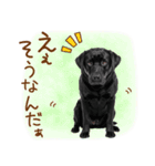 いつでも使える黒ラブスタンプ（個別スタンプ：21）