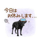 いつでも使える黒ラブスタンプ（個別スタンプ：22）