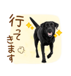 いつでも使える黒ラブスタンプ（個別スタンプ：23）