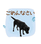 いつでも使える黒ラブスタンプ（個別スタンプ：25）
