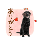 いつでも使える黒ラブスタンプ（個別スタンプ：26）