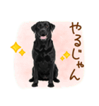 いつでも使える黒ラブスタンプ（個別スタンプ：28）