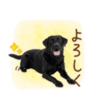 いつでも使える黒ラブスタンプ（個別スタンプ：29）