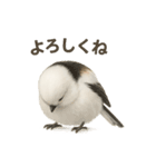 日常会話に使える！シマエナガ（個別スタンプ：7）
