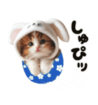 ❤️うさ耳パーカー/5月病な子猫（個別スタンプ：8）