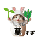 ❤️うさ耳パーカー/5月病な子猫（個別スタンプ：12）