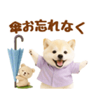 大人可愛い癒し豆しばの梅雨スタンプ（個別スタンプ：8）