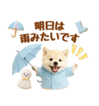 大人可愛い癒し豆しばの梅雨スタンプ（個別スタンプ：13）