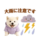 大人可愛い癒し豆しばの梅雨スタンプ（個別スタンプ：14）