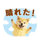 大人可愛い癒し豆しばの梅雨スタンプ（個別スタンプ：16）