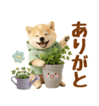大人可愛い癒し豆しばの梅雨スタンプ（個別スタンプ：17）