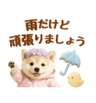大人可愛い癒し豆しばの梅雨スタンプ（個別スタンプ：22）
