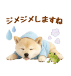 大人可愛い癒し豆しばの梅雨スタンプ（個別スタンプ：23）