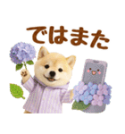 大人可愛い癒し豆しばの梅雨スタンプ（個別スタンプ：31）