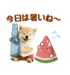 大人可愛い癒し豆しばの梅雨スタンプ（個別スタンプ：34）