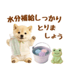 大人可愛い癒し豆しばの梅雨スタンプ（個別スタンプ：35）