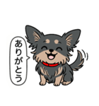 チワワ(ロングコート＋ブラック＆タン)（個別スタンプ：1）