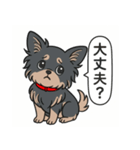 チワワ(ロングコート＋ブラック＆タン)（個別スタンプ：10）