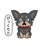 チワワ(ロングコート＋ブラック＆タン)（個別スタンプ：12）