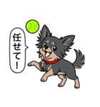 チワワ(ロングコート＋ブラック＆タン)（個別スタンプ：19）