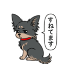 チワワ(ロングコート＋ブラック＆タン)（個別スタンプ：20）
