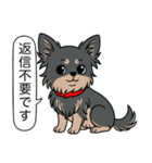 チワワ(ロングコート＋ブラック＆タン)（個別スタンプ：24）