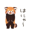 レッサーパンダ ポヘのはにゃ！な気持ち（個別スタンプ：1）