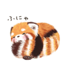 レッサーパンダ ポヘのはにゃ！な気持ち（個別スタンプ：11）