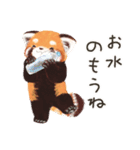 レッサーパンダ ポヘのはにゃ！な気持ち（個別スタンプ：13）