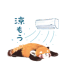 レッサーパンダ ポヘのはにゃ！な気持ち（個別スタンプ：14）