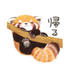 レッサーパンダ ポヘのはにゃ！な気持ち（個別スタンプ：18）