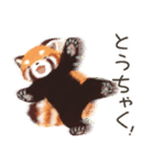 レッサーパンダ ポヘのはにゃ！な気持ち（個別スタンプ：20）