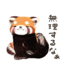 レッサーパンダ ポヘのはにゃ！な気持ち（個別スタンプ：23）