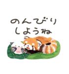 レッサーパンダ ポヘのはにゃ！な気持ち（個別スタンプ：25）