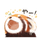 レッサーパンダ ポヘのはにゃ！な気持ち（個別スタンプ：29）