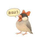 ふんわりリボン文鳥スタンプ（個別スタンプ：1）