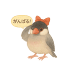 ふんわりリボン文鳥スタンプ（個別スタンプ：19）