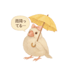 ふんわりリボン文鳥スタンプ（個別スタンプ：23）