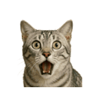 びっくり顔（猫編）（個別スタンプ：4）