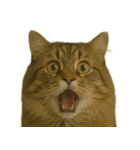 びっくり顔（猫編）（個別スタンプ：11）