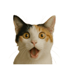 びっくり顔（猫編）（個別スタンプ：12）